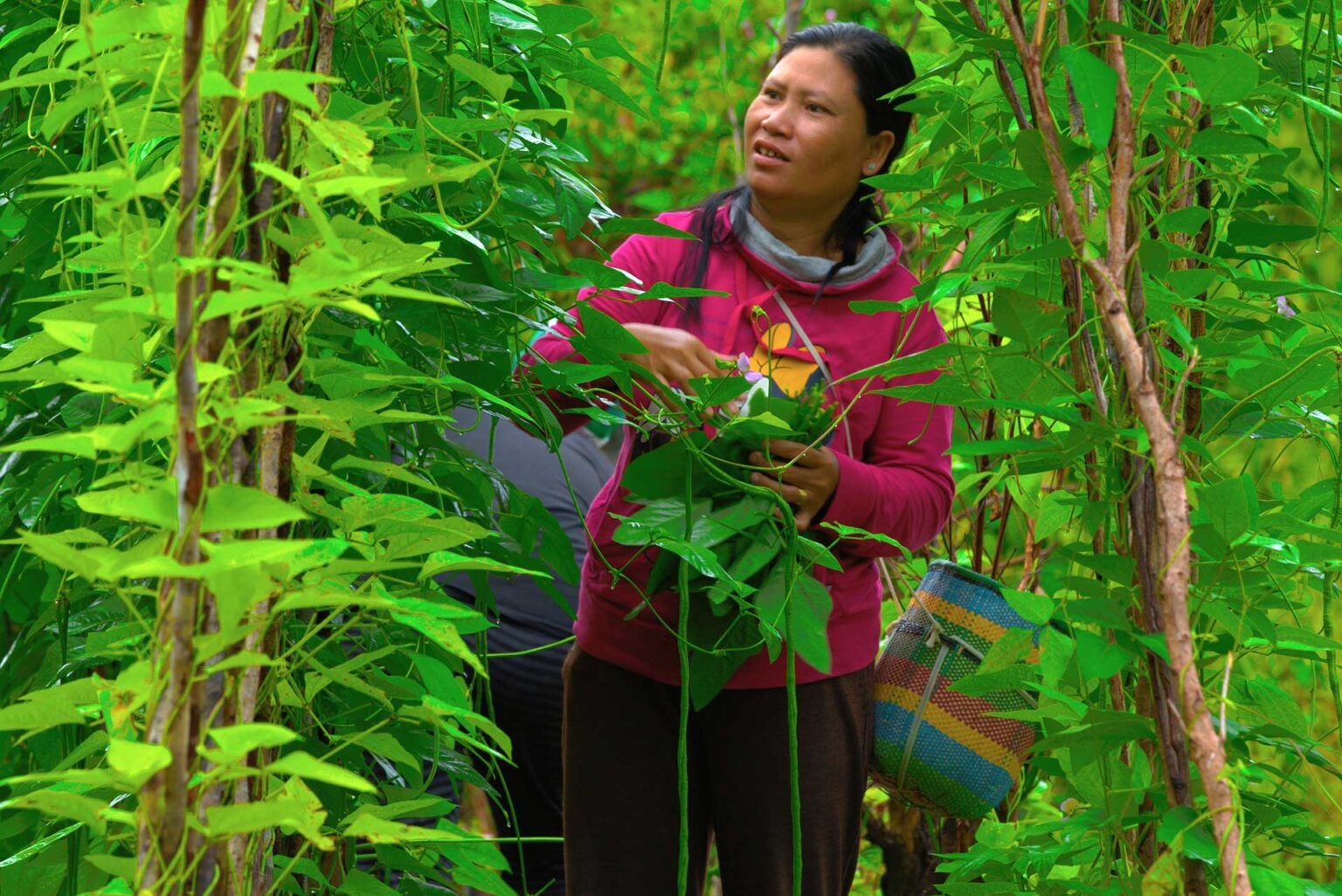 Native Women Picking Vegetables