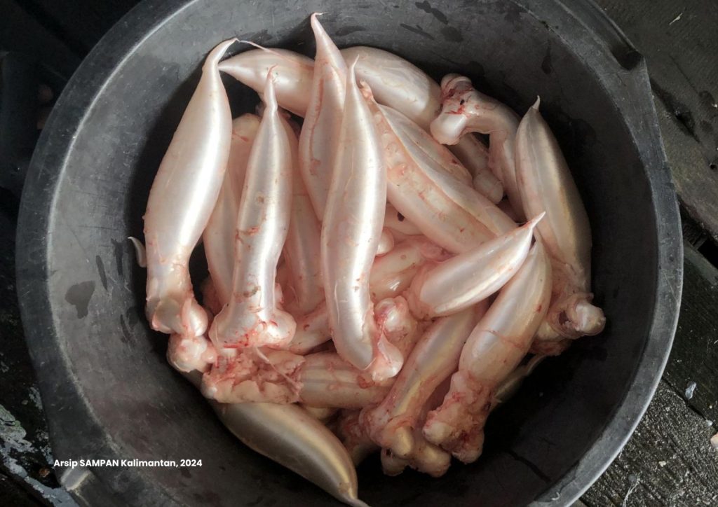 Hutan Mangrove Jadi Potensi Kelola Gelembung Ikan Tirus yang Bernilai Fantastik