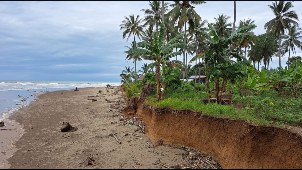 Abrasi pantai terhadap pertumbuhan pisang. (Sumber/tvOneNews.com)