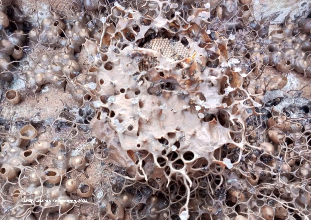 Pemanfaatan Sarang Madu Kelulut Yang Dijadikan Produk Propolis