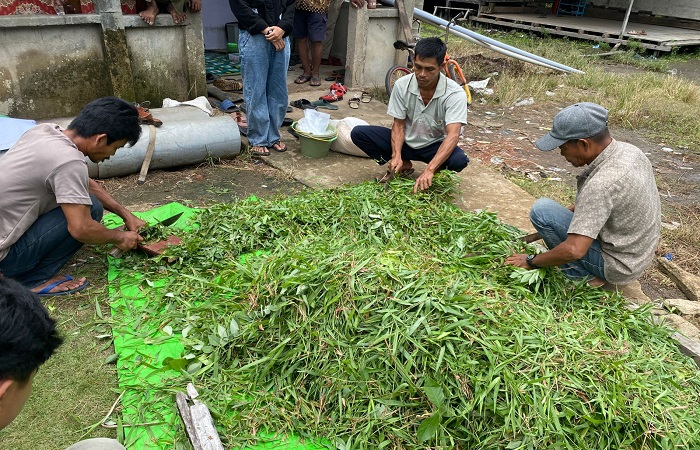 Kolaborasi mahasiswa peternakan dan SAMPAN Kalimantan menggerakkan peternak di Desa Padang Tikar 1 untuk memanfaatkan limbah pertanian menjadi pakan kambing bergizi dan tahan lama.